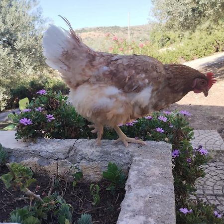 Ronnavona Casa Vacanze B&B Chiaramonte Gulfi Bagian luar foto